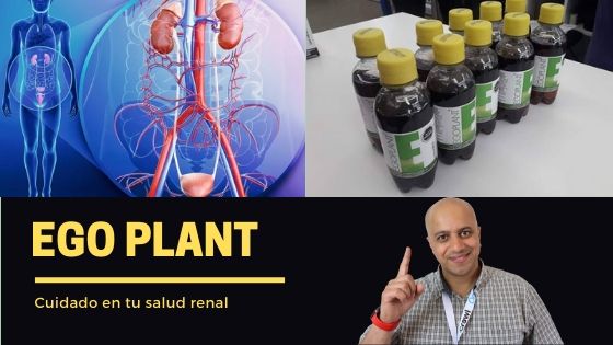 Cuida tu sistema renal con ego plant bebida omnilife